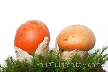 Ovoli mushrooms