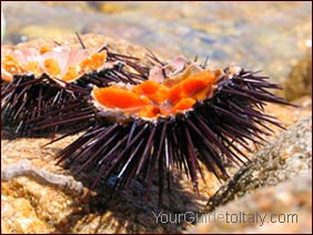 Urchin eggs